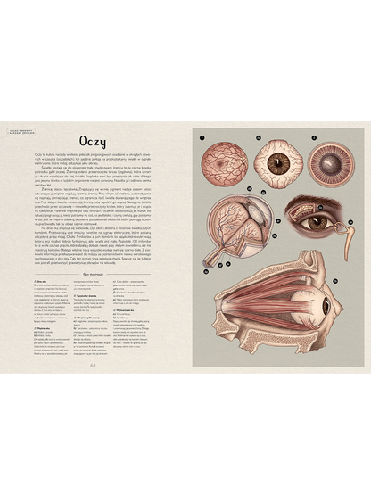 Anatomicum