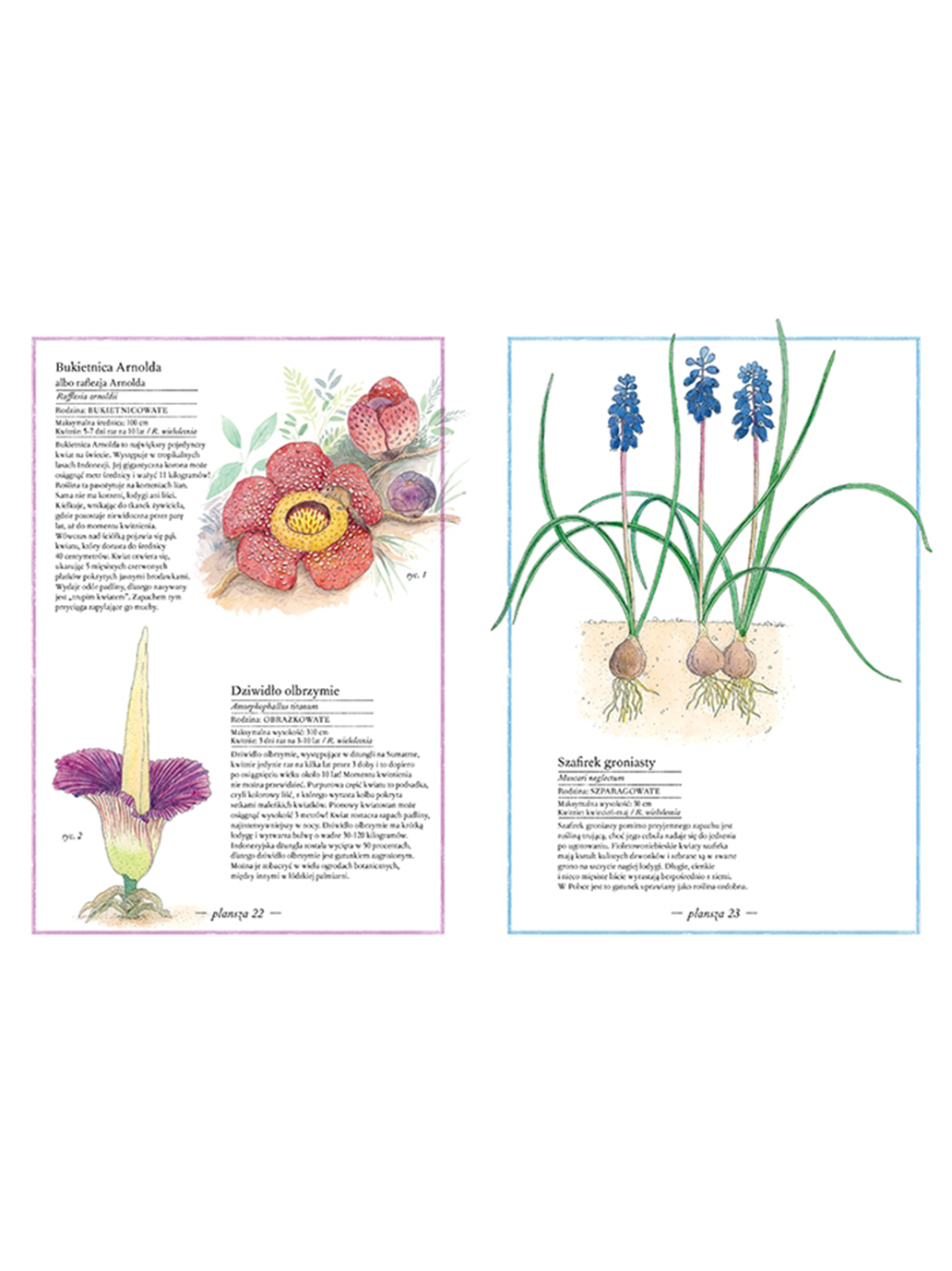 Inventaire illustré de fleurs