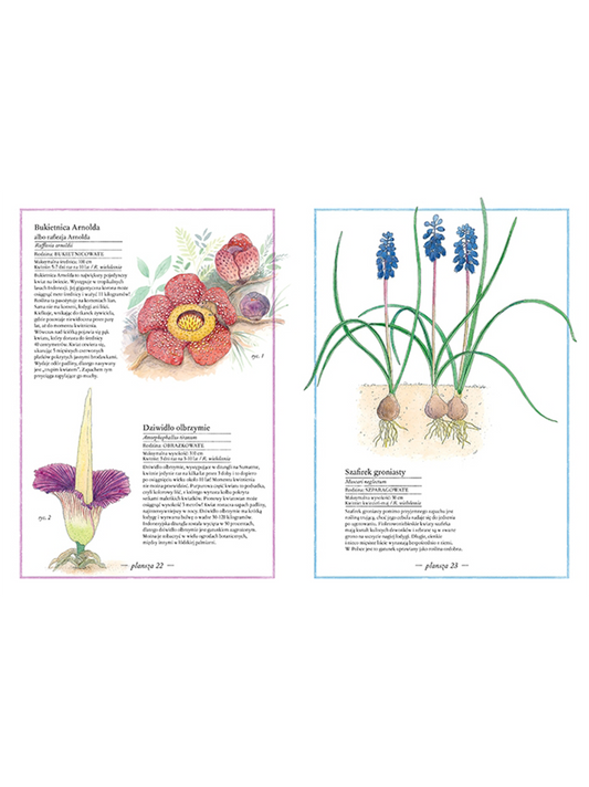 Illustrierter Blumenbestand