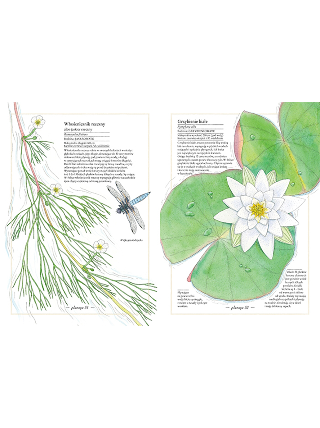 Inventaire illustré de fleurs