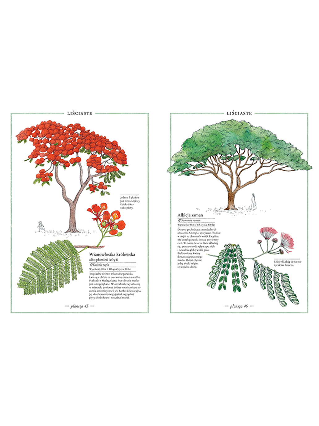 Illustrierter Baumbestand