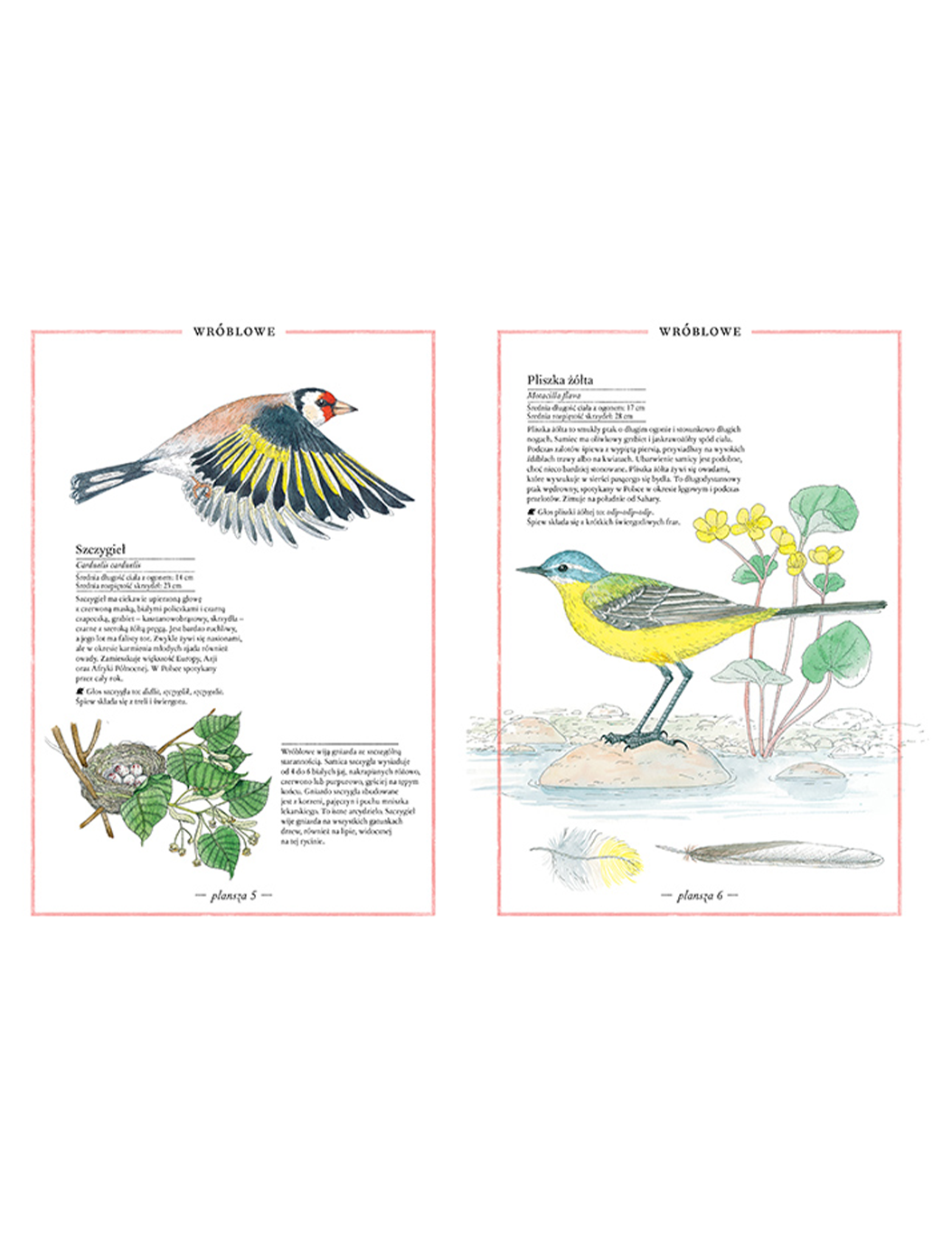 Inventaire illustré des oiseaux