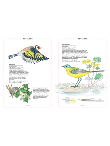 Illustriertes Vogelverzeichnis