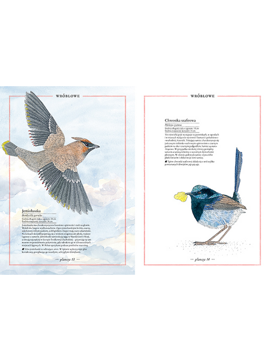 Illustriertes Vogelverzeichnis