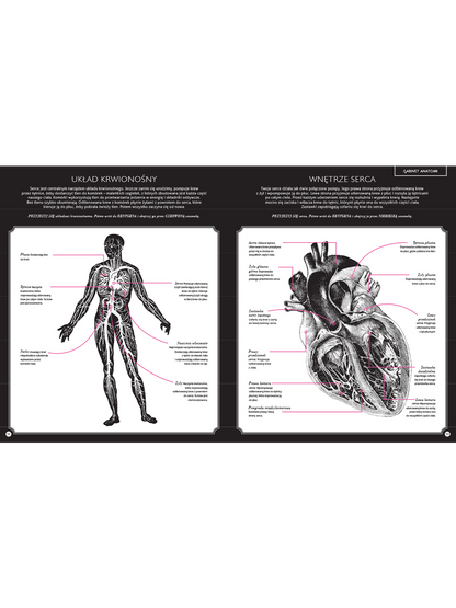 Gabinet anatomii