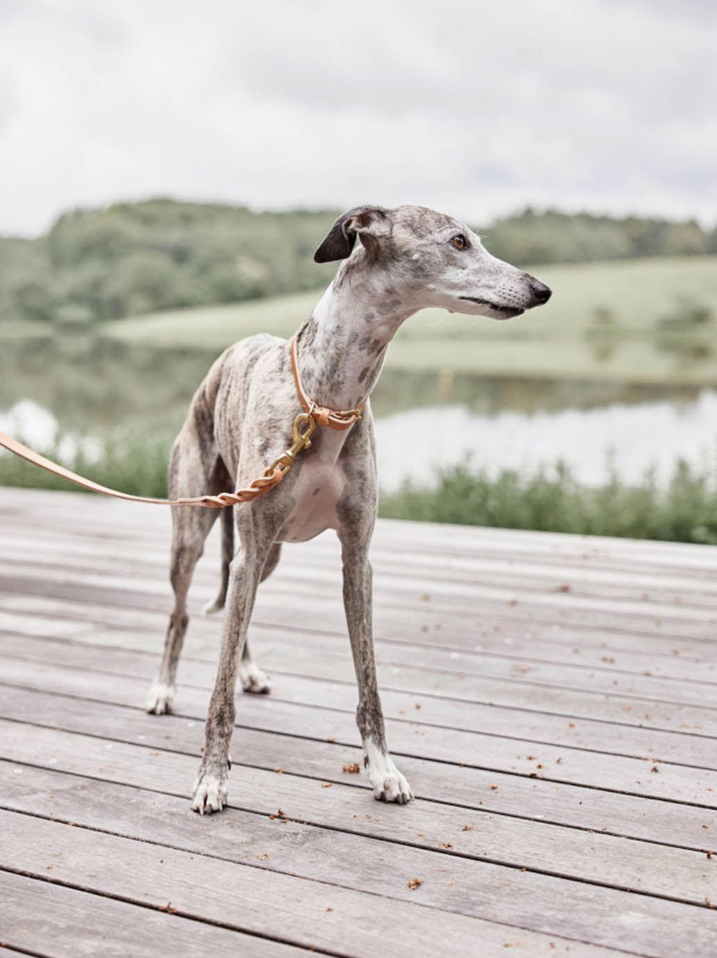 Collier pour chien Robin