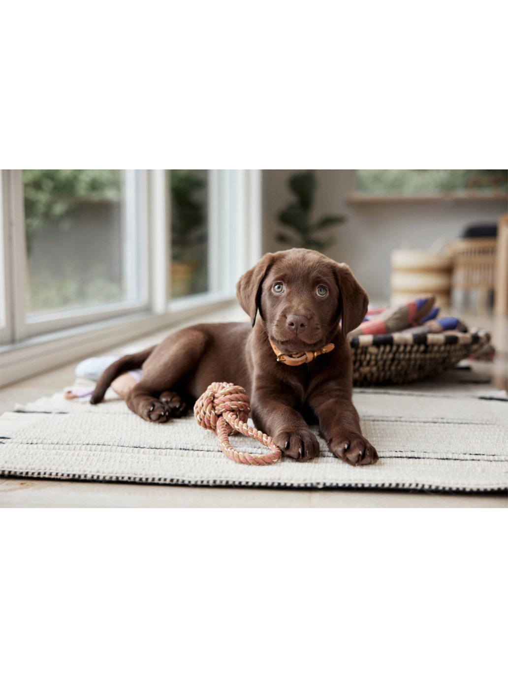 Collier pour chien Robin