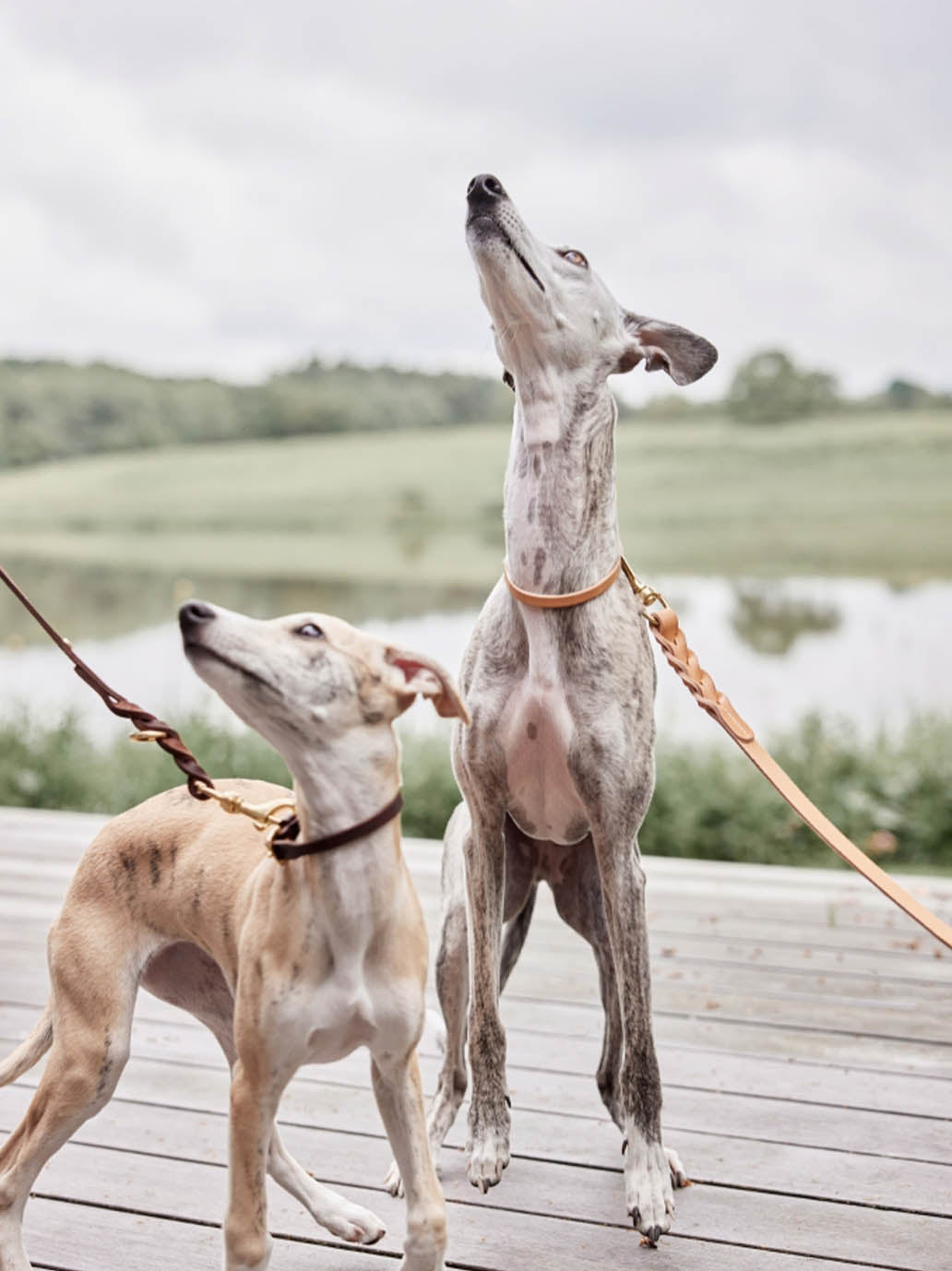 Collier pour chien Robin