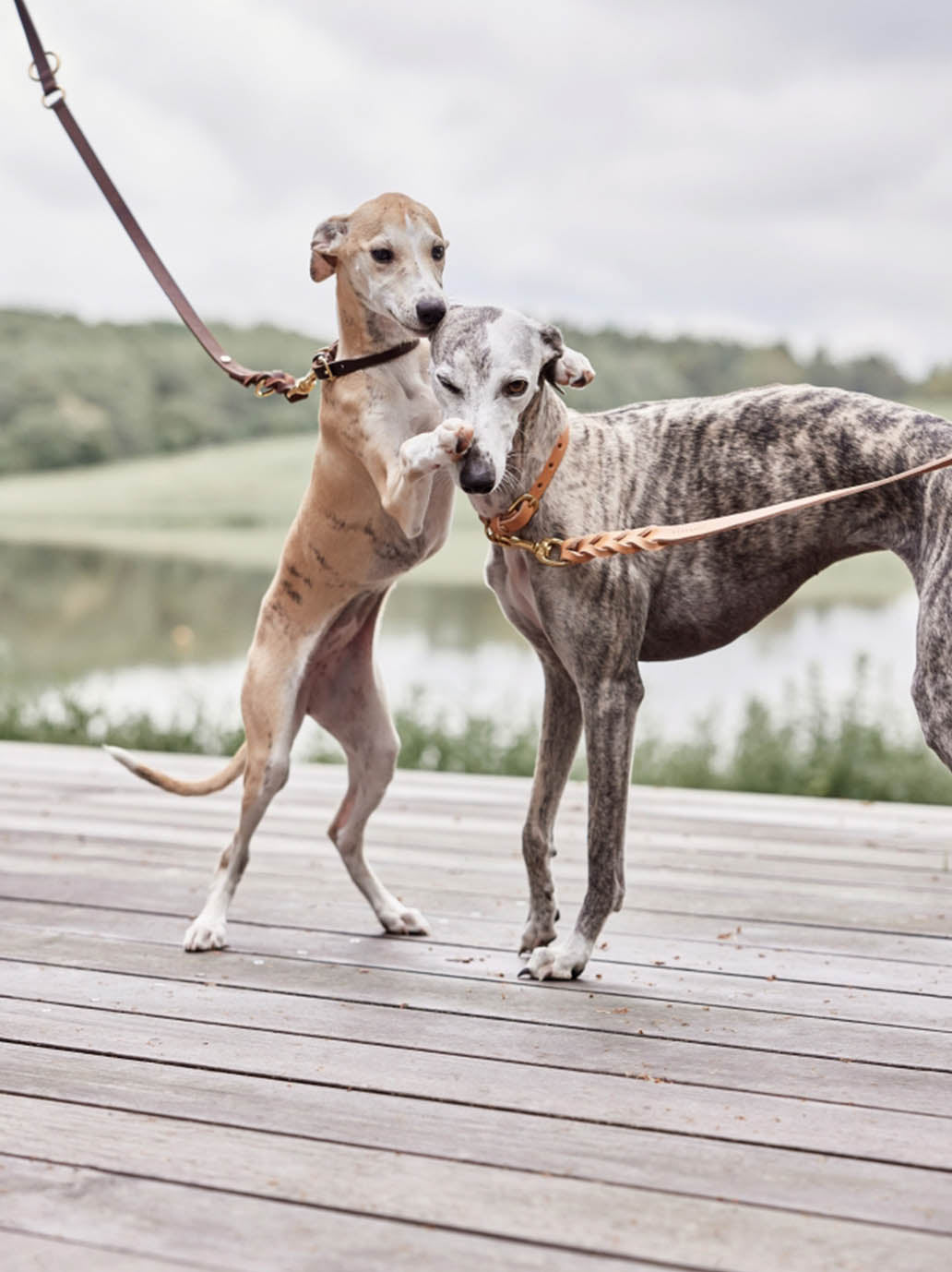 Collier pour chien Robin