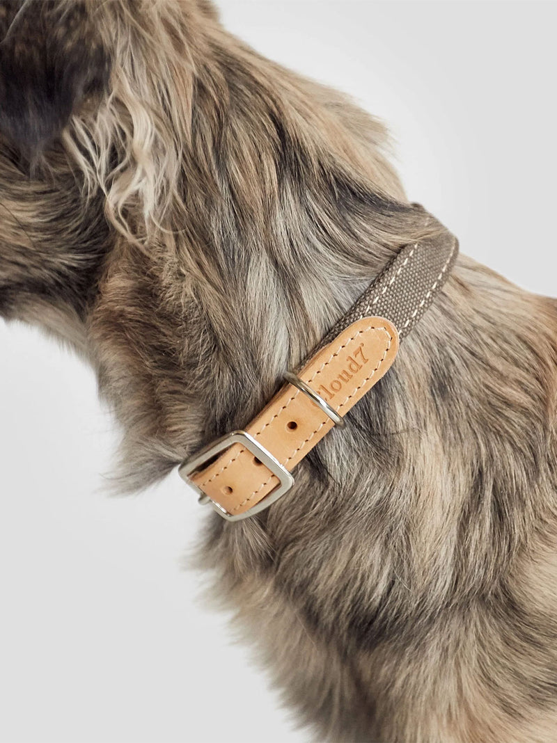 Collier pour chien Tivoli