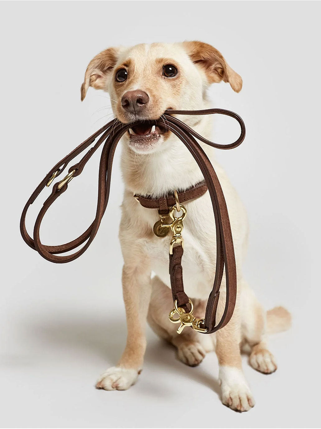 Collier pour chien Tiergarten