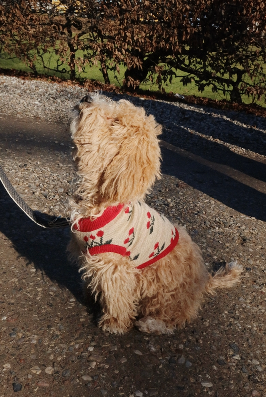 Gilet pour chien tricoté
